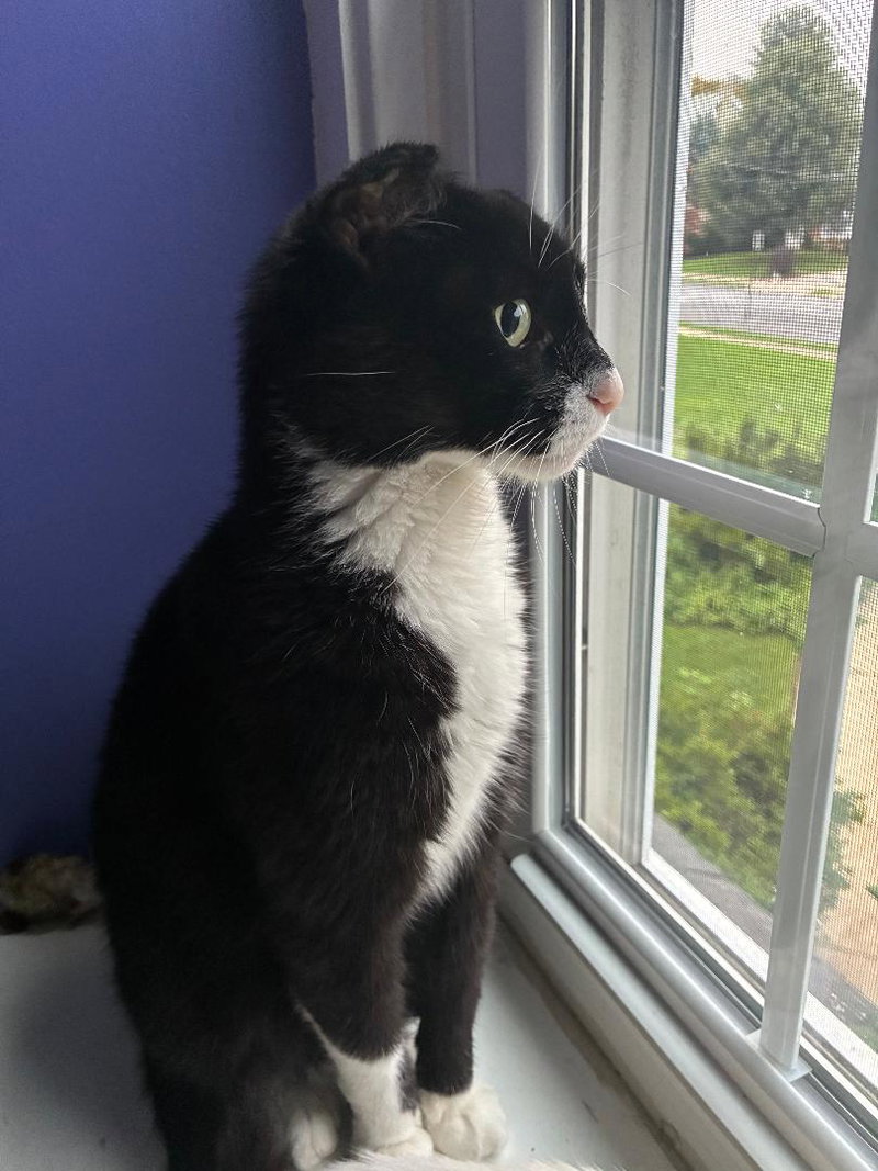 Mario, an adult male cat up for adoption