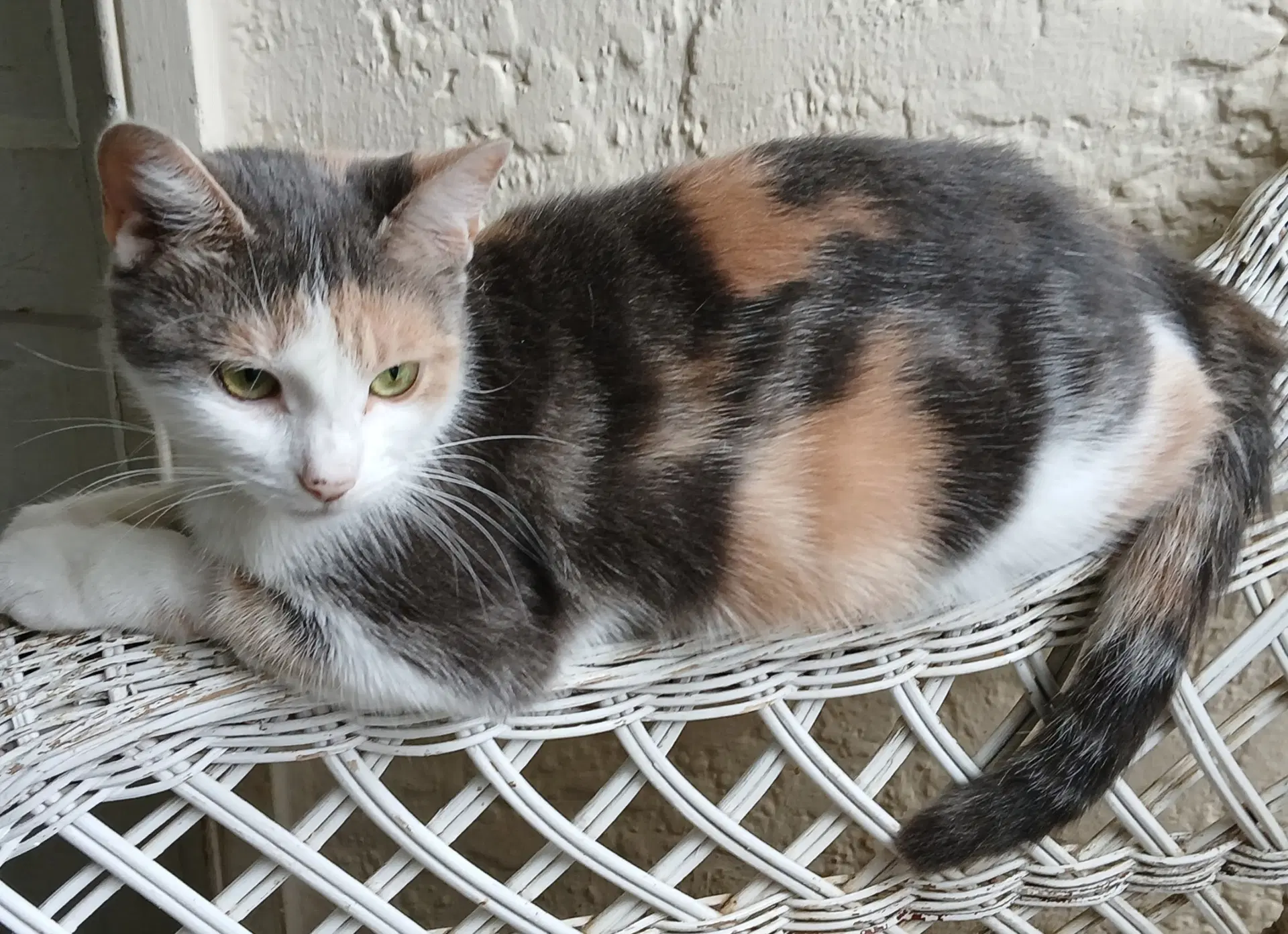 Mystery - Calico