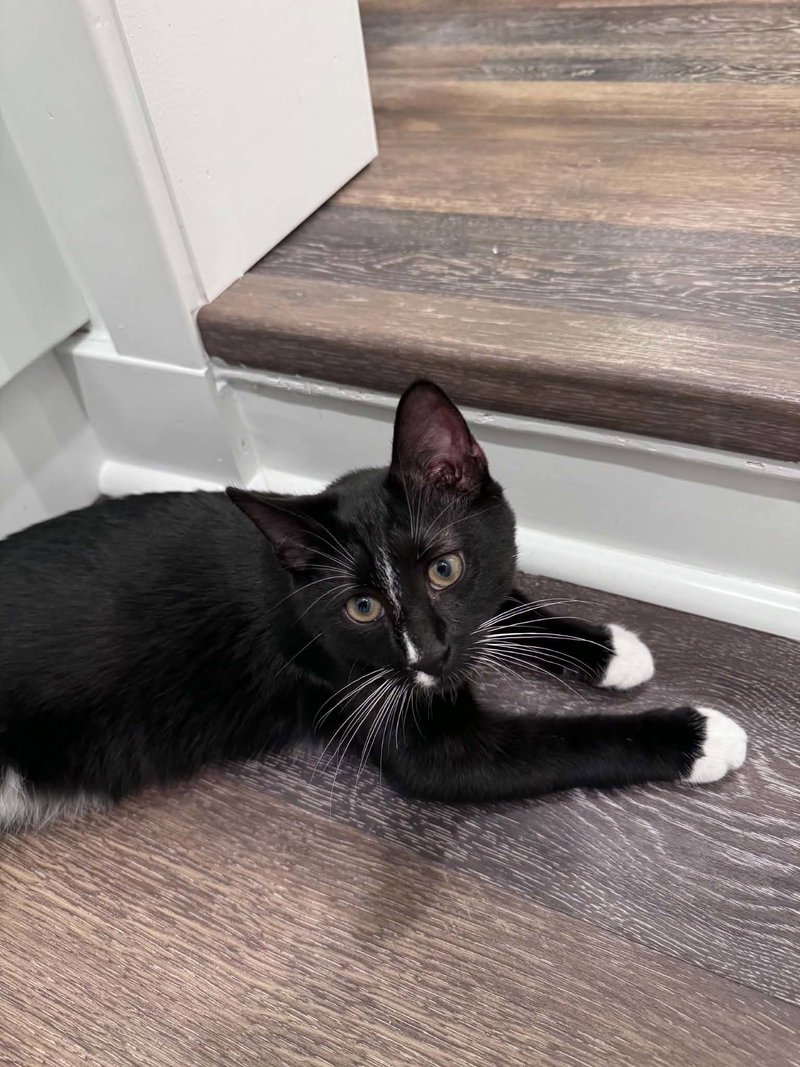 Pio, a young male cat up for adoption