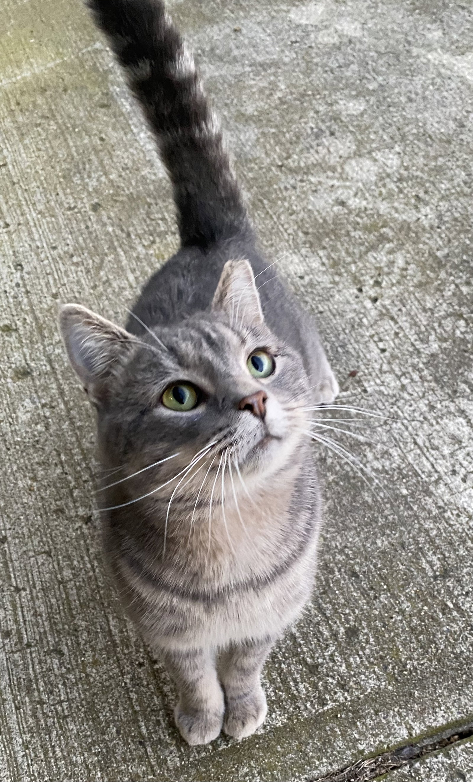 Cats for Adoption in Dublin, Ohio Alpha Paw