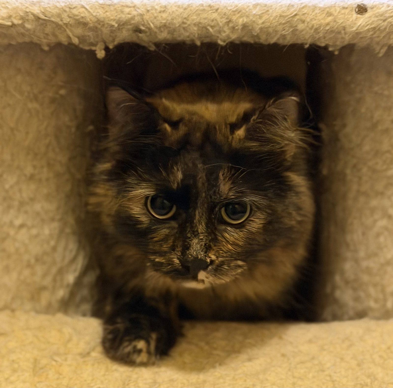 Daisy, Tortoiseshell