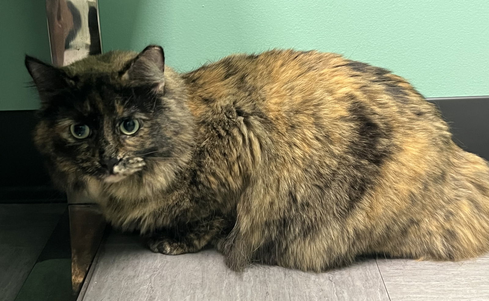 adoptable Cat in Plain City, OH named Daisy