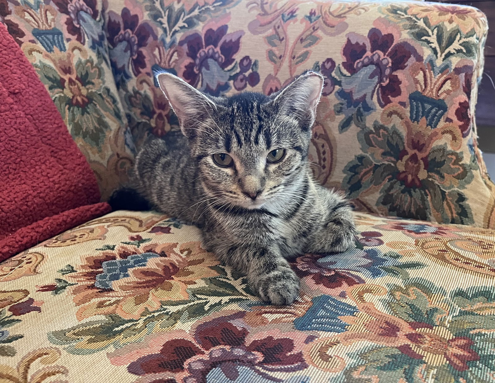 adoptable Cat in Plain City, OH named Posey