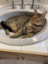 adoptable Cat in plain city, OH named Vance