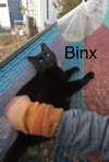 adoptable Cat in plain city, OH named Binx