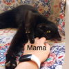 adoptable Cat in plain city, OH named Mama (Kiki)