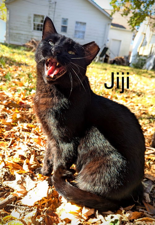 picture of the cat needing adoption