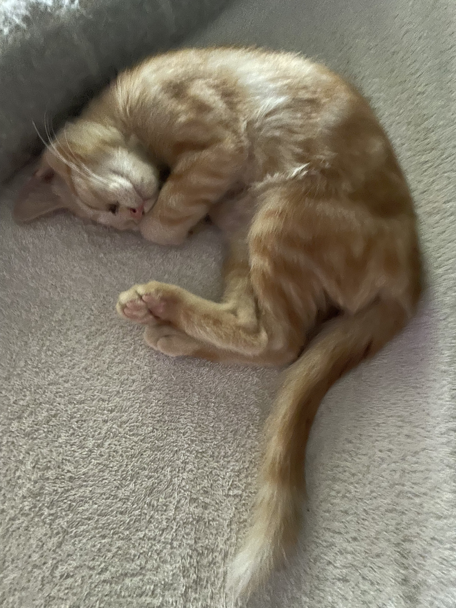 adoptable Cat in Plain City, OH named Ray