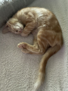 adoptable Cat in  named Ray