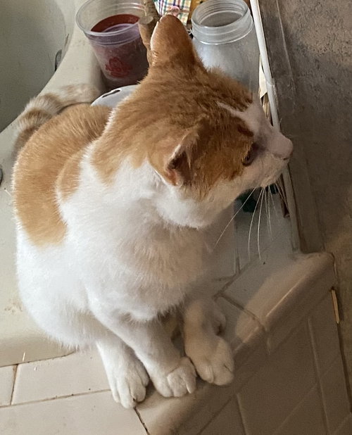 THOMAS, AKA TOMMY