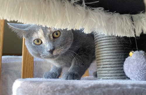 SOOT SPRITE, AKA SOOTY