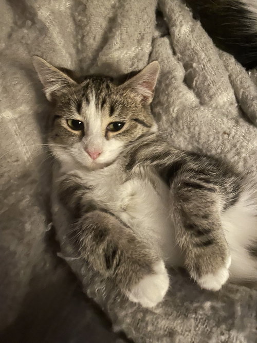 picture of the cat needing adoption