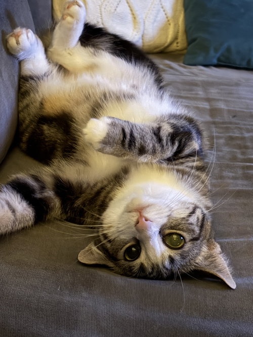 Shelly, Baby Tabby / Domestic Short Hair / Mixed (short coat), cat for adoption in Lancaster, Ohio