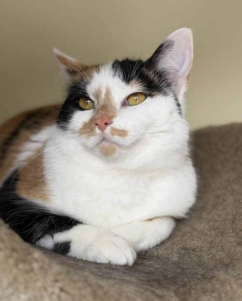 picture of the cat needing adoption