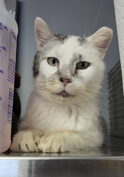 Simon