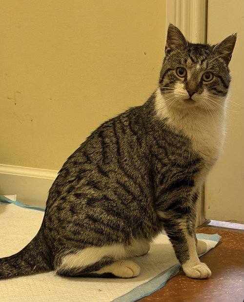 picture of the cat needing adoption