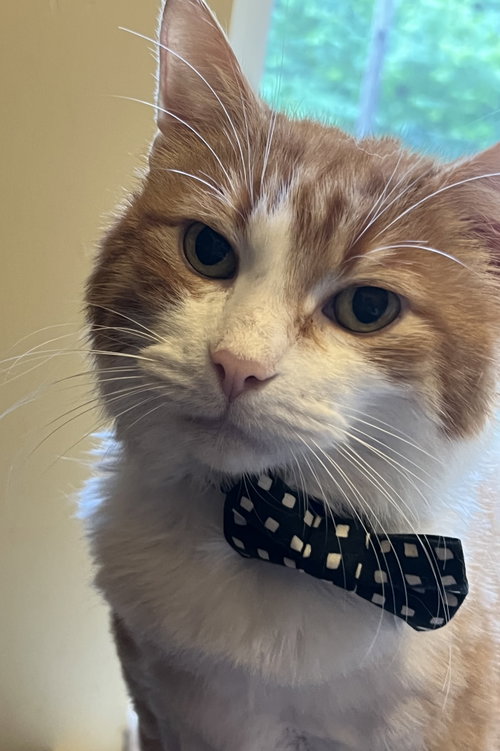 Morris, Adult Maine Coon / Tabby / Mixed (medium coat), cat for adoption in Newark, Ohio