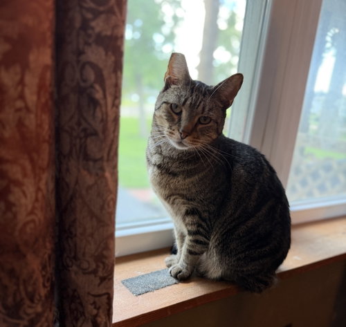 Slim, Adult Tabby / Domestic Short Hair / Mixed (short coat), cat for adoption in Columbus, Ohio