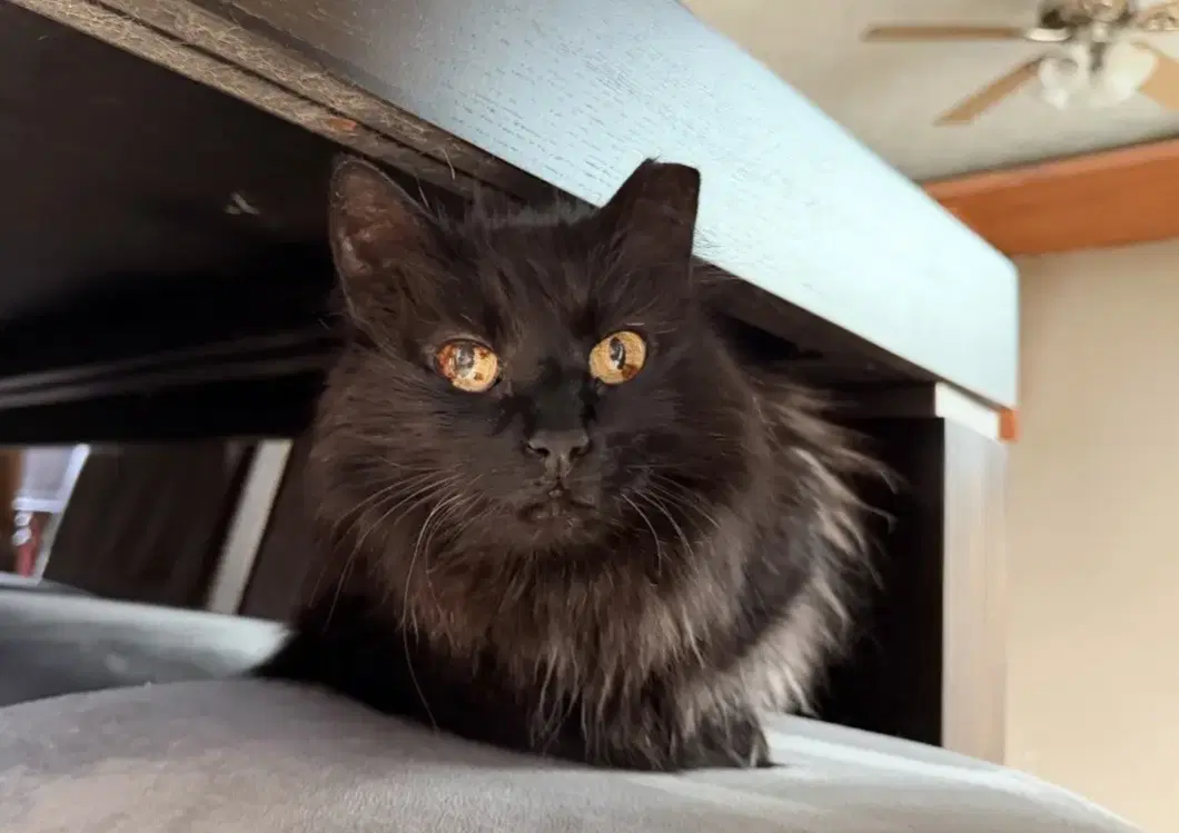 Gizzy - Domestic Long Hair