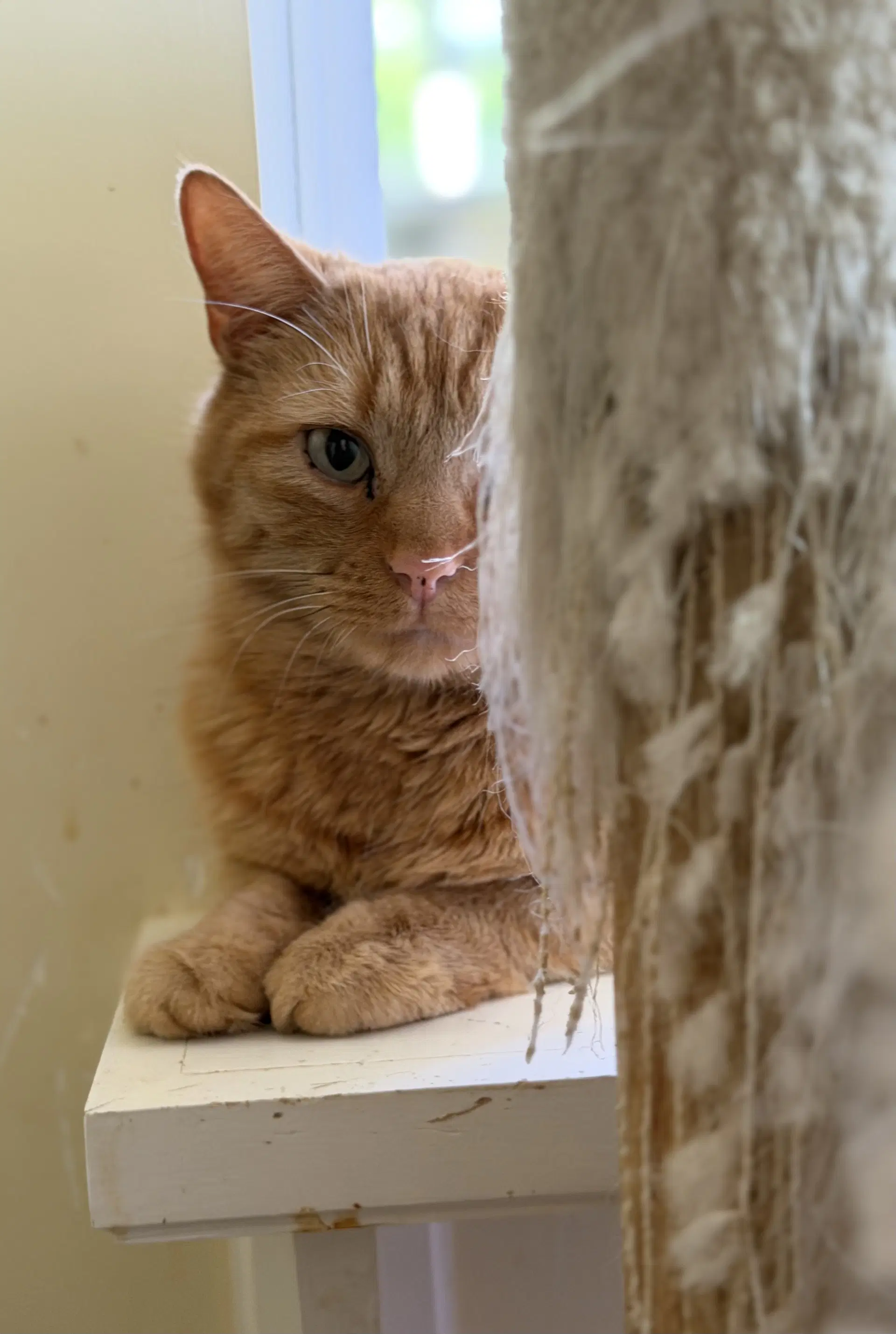 Roman - Domestic Short Hair
