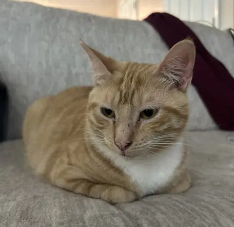 Hank - Domestic Short Hair