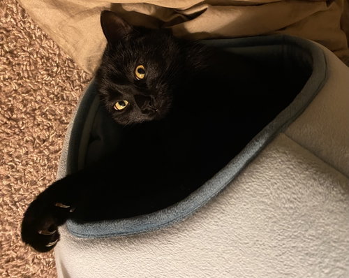 Photo 2 of Juniper