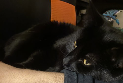 Photo 6 of Juniper