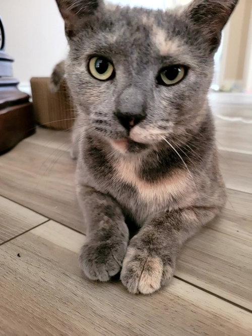 picture of the cat needing adoption