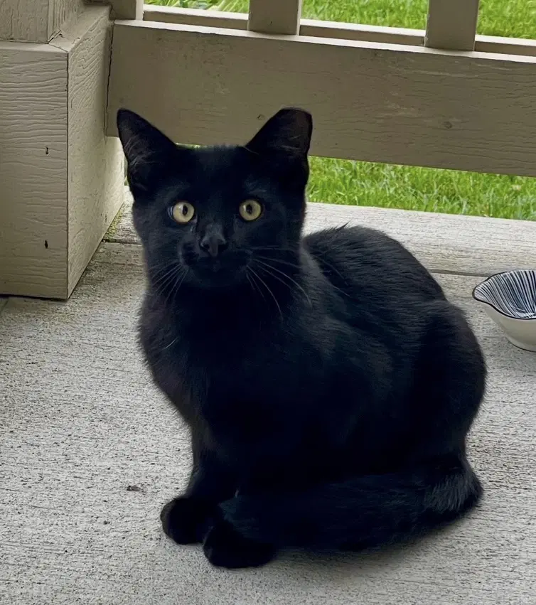 Kiko - Domestic Short Hair