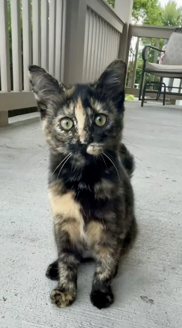 Kikki - Tortoiseshell
