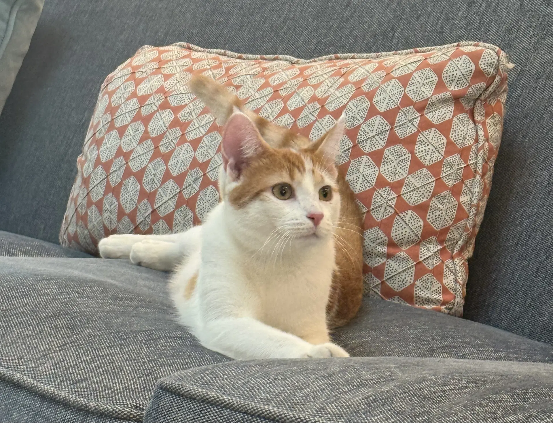 Ginger - Tabby