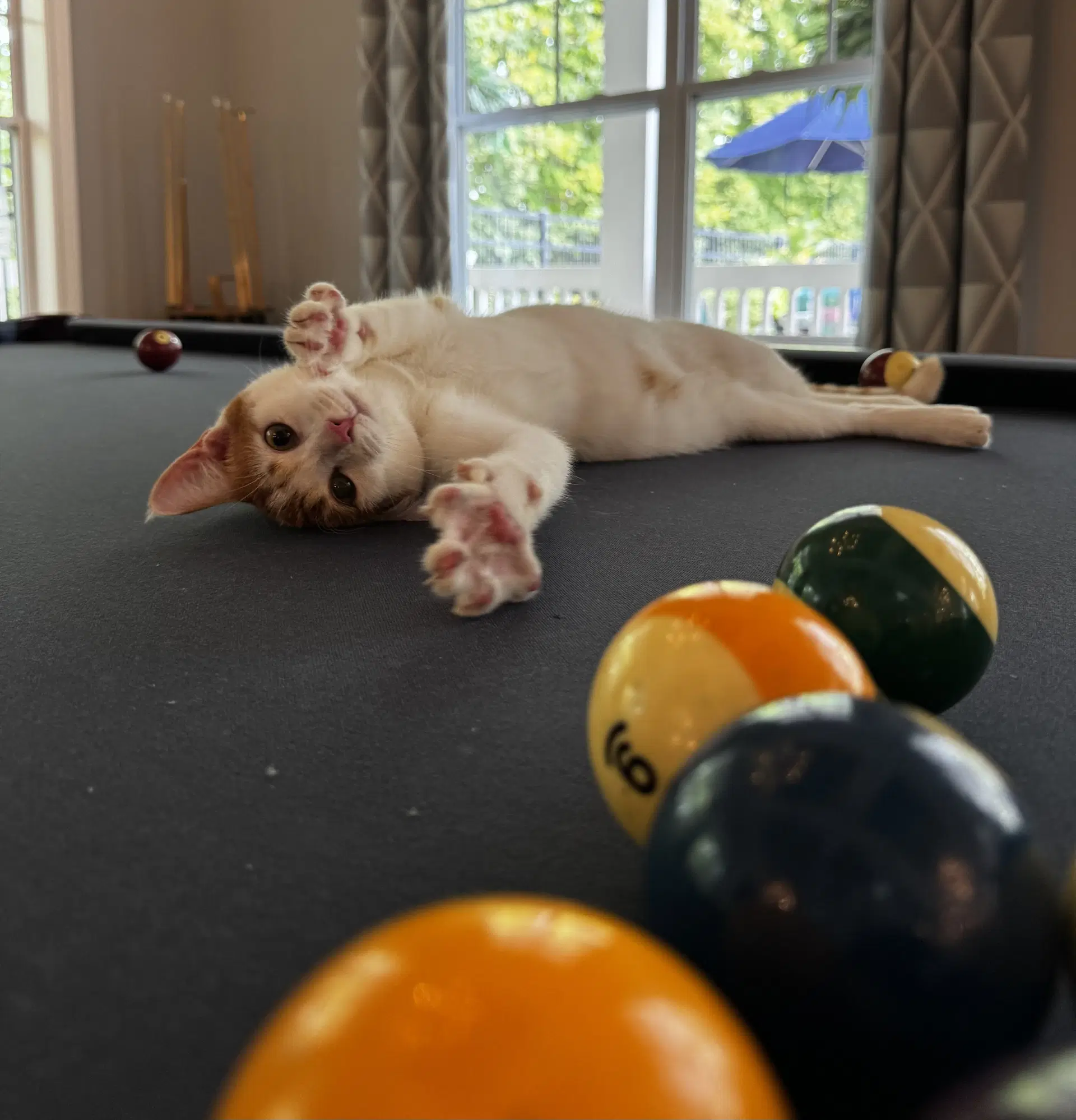 Ginger image 3