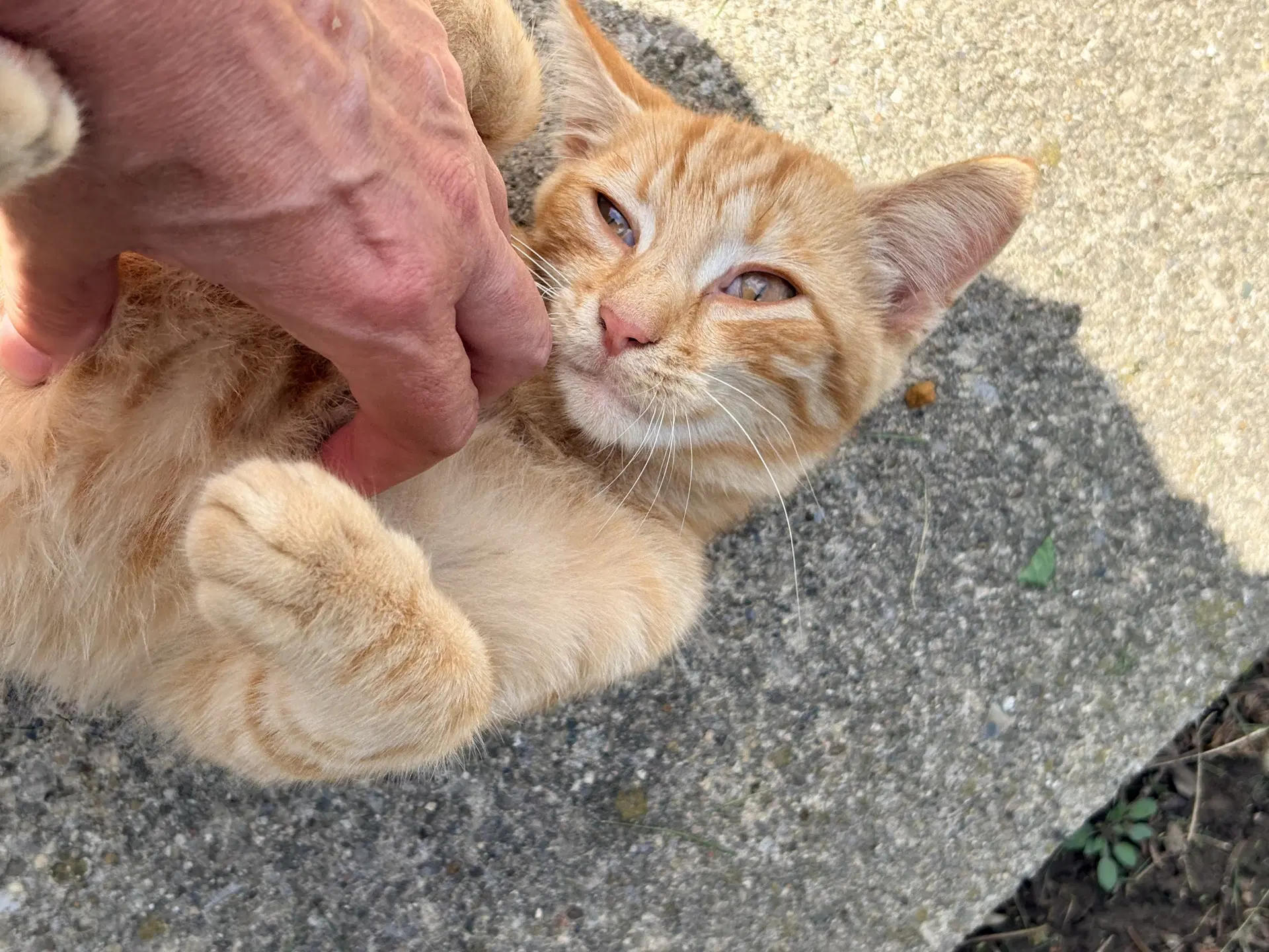Friend - Tabby