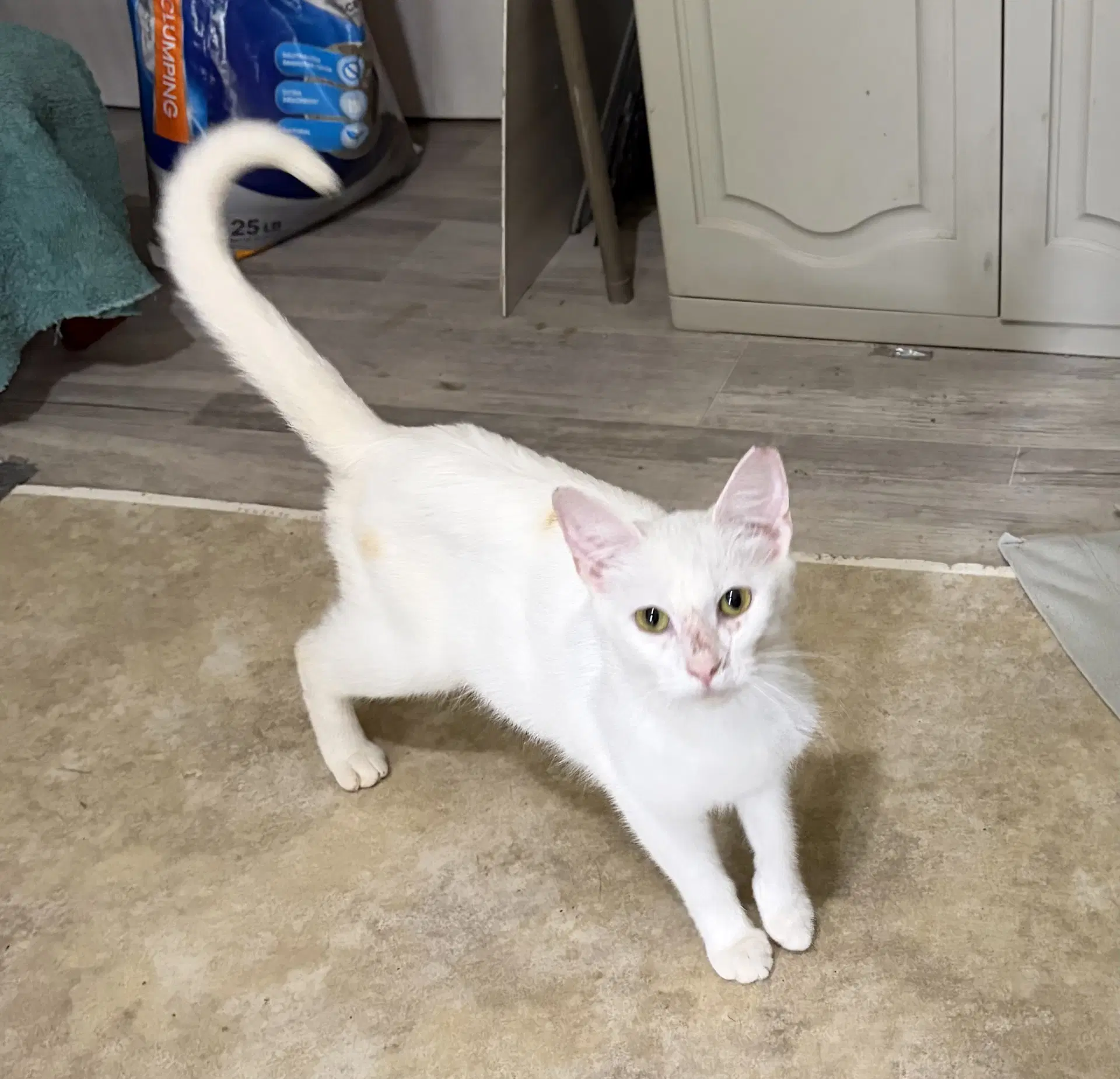 Winnie - Domestic Short Hair