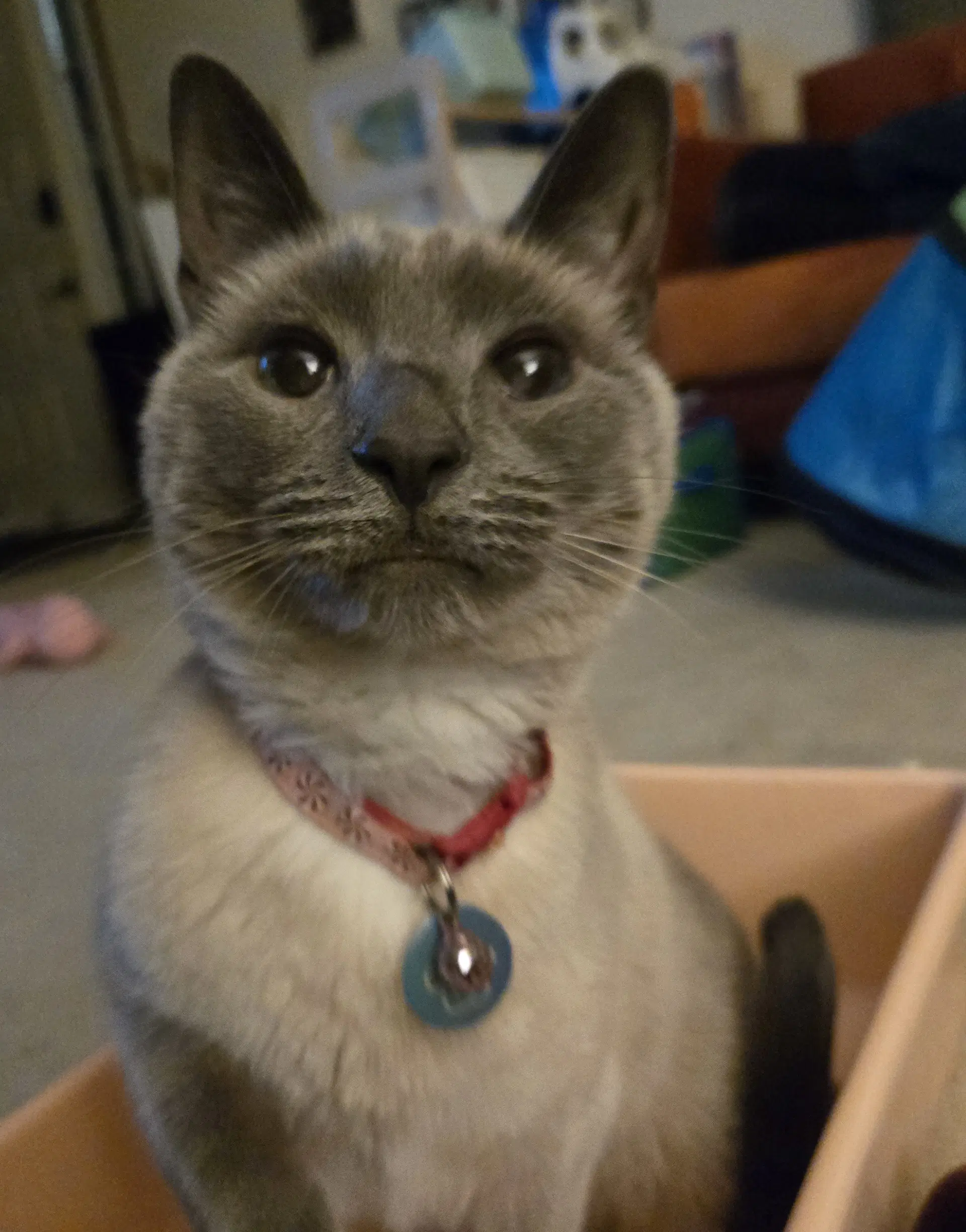 Seraphine - Applehead Siamese