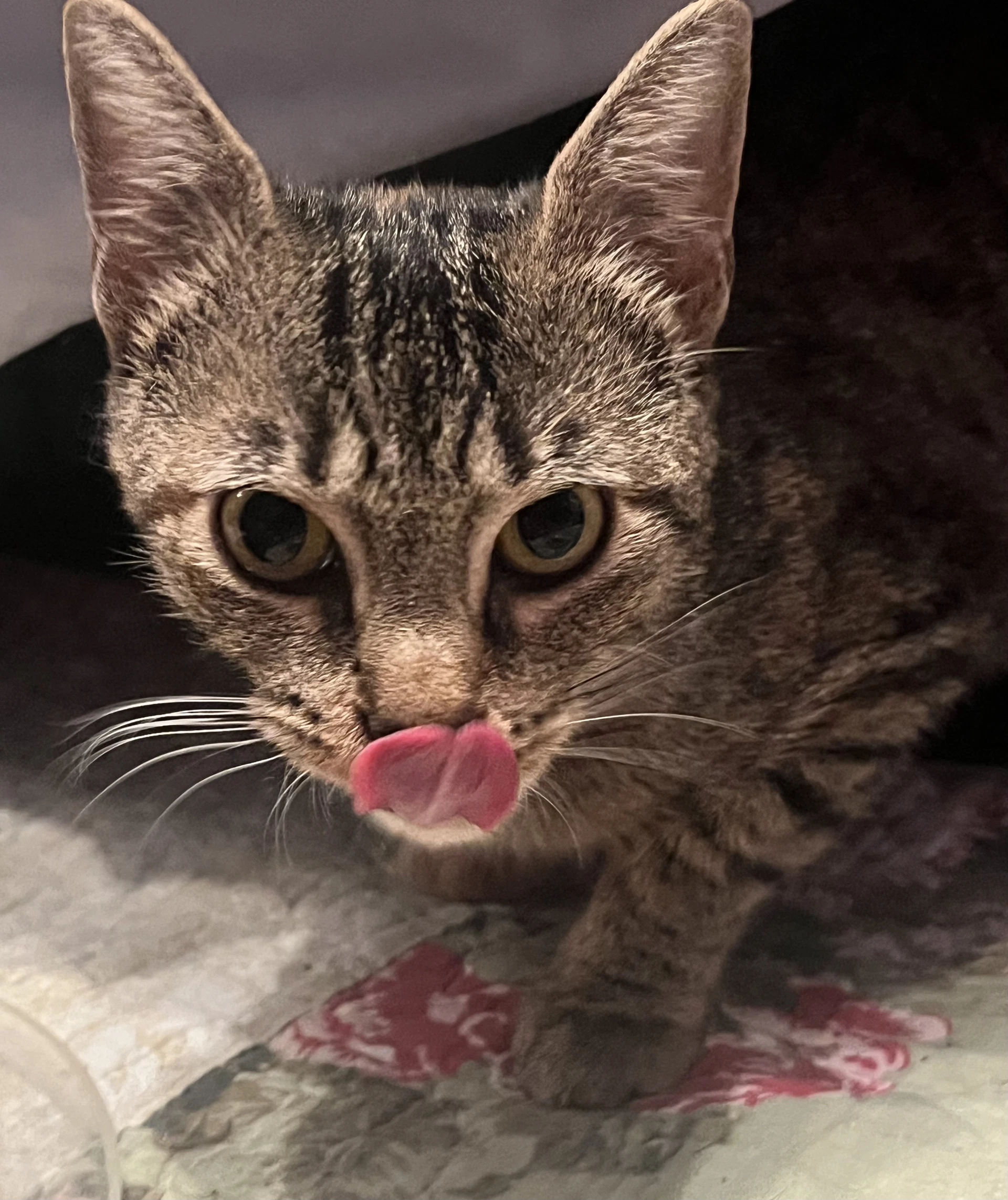Mimi