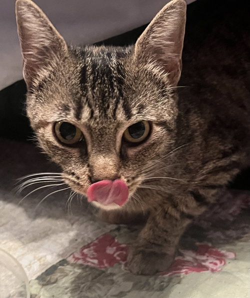 Mimi, a cat for adoption from Black and Orange Cat Foundation