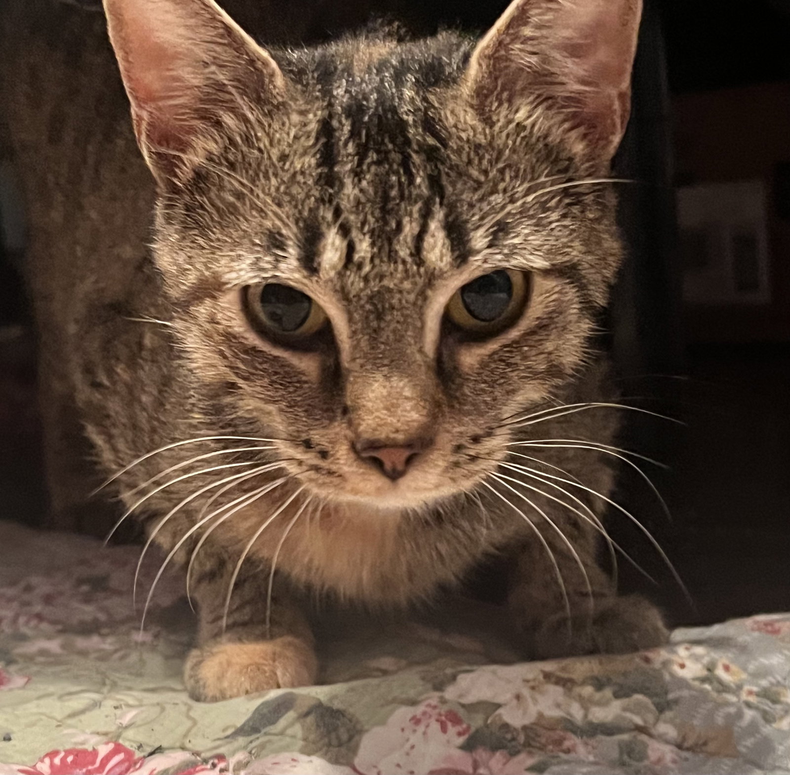 Mimi, photo 2