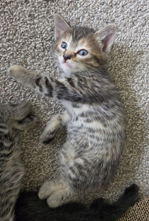 Chanterelle, a cat for adoption from Black and Orange Cat Foundation