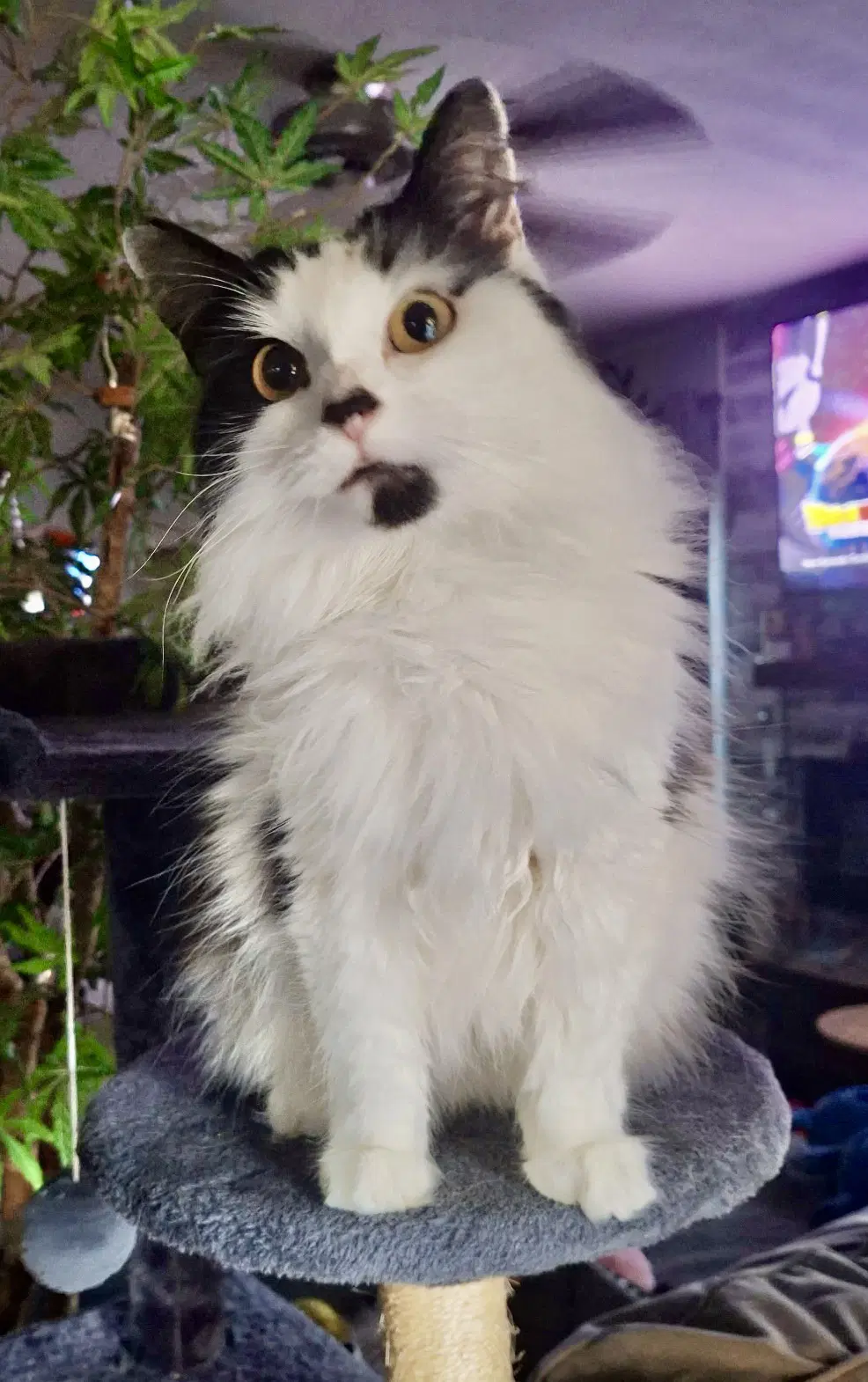 Nova - Domestic Long Hair