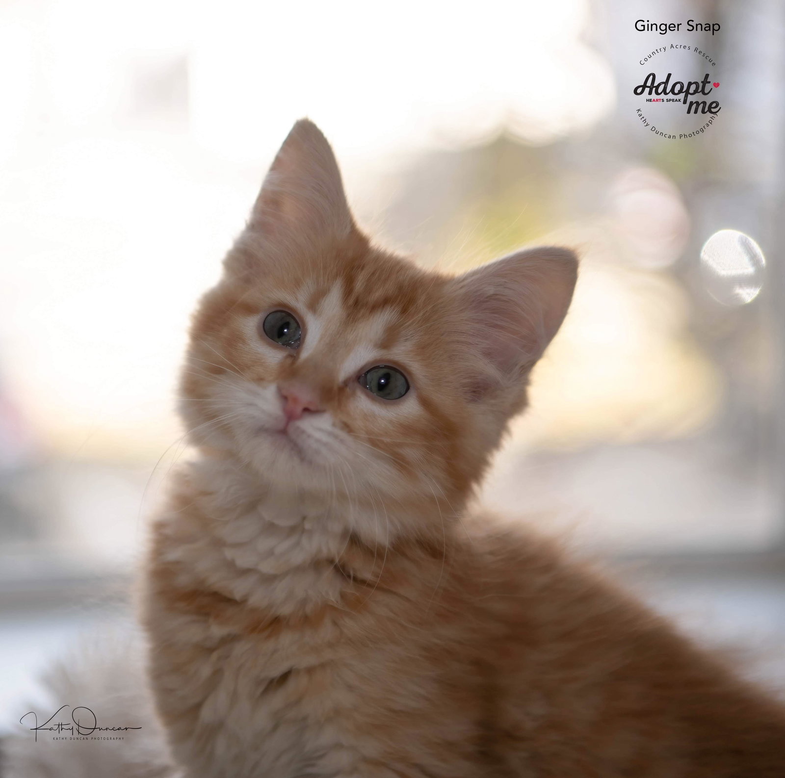 Cats for Adoption in Lebanon, Illinois Alpha Paw