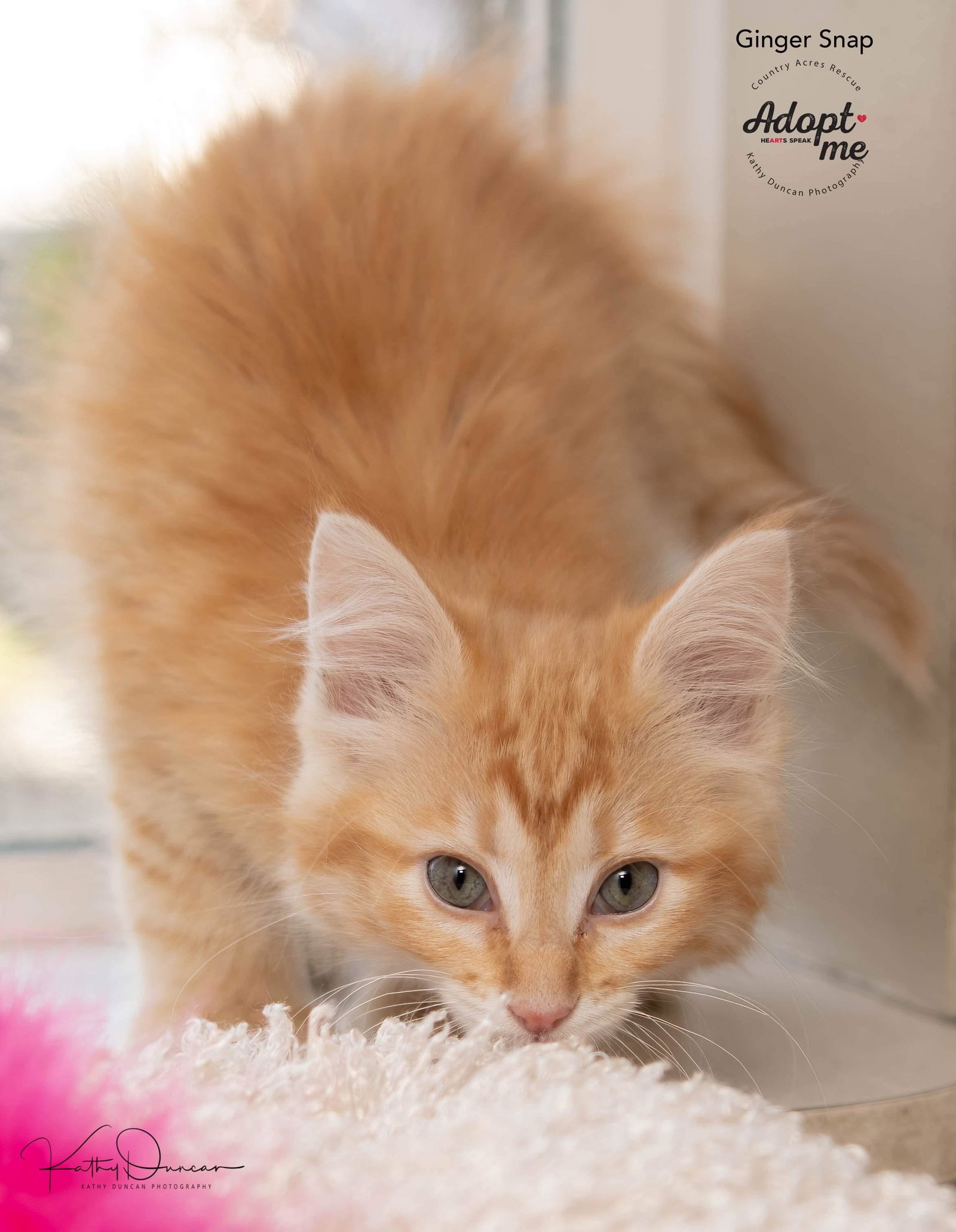 Cats for Adoption in Lebanon, Illinois Alpha Paw