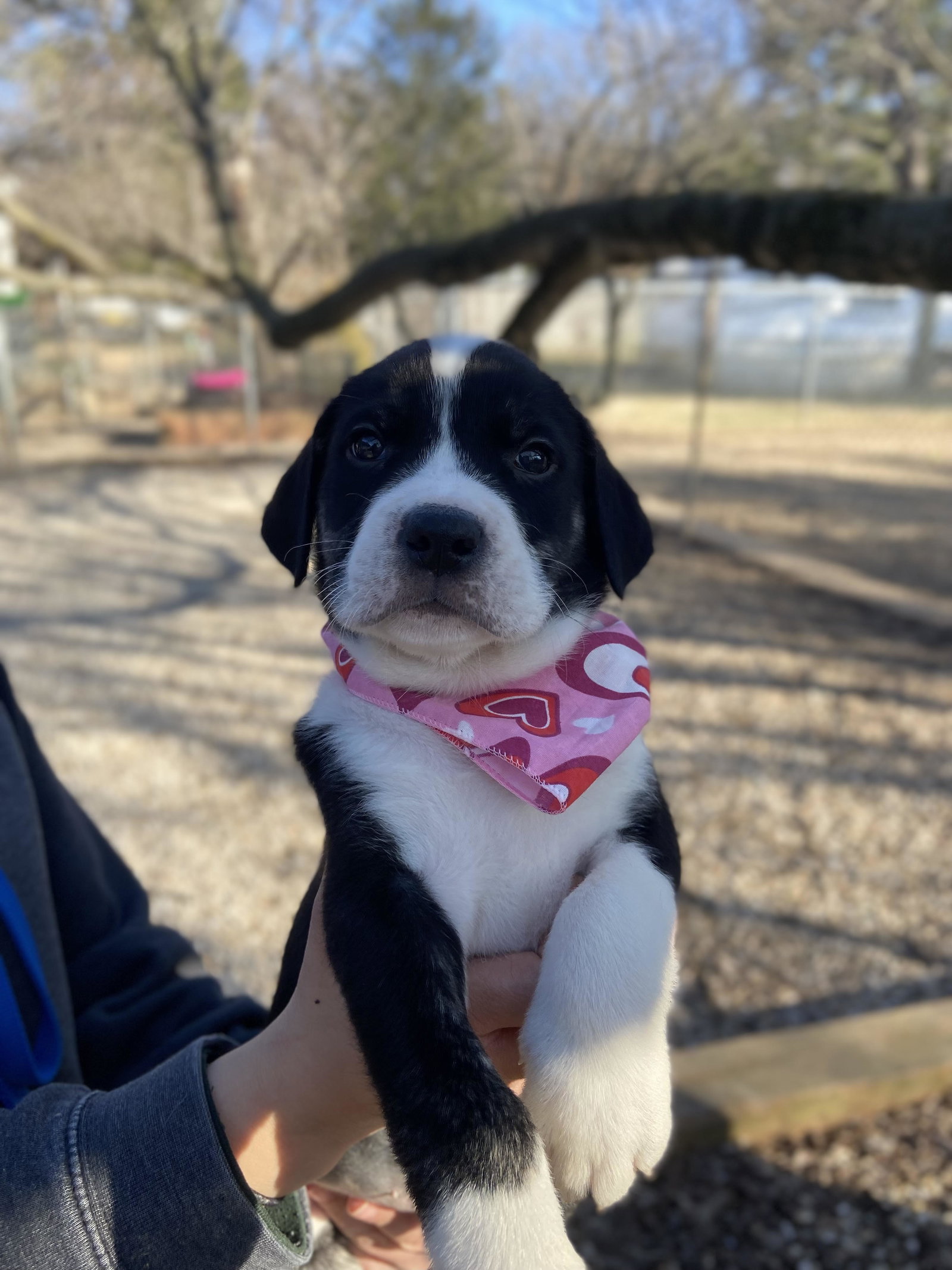Dog for Adoption - Christian Dior, a Retriever in Fairview Heights, IL ...