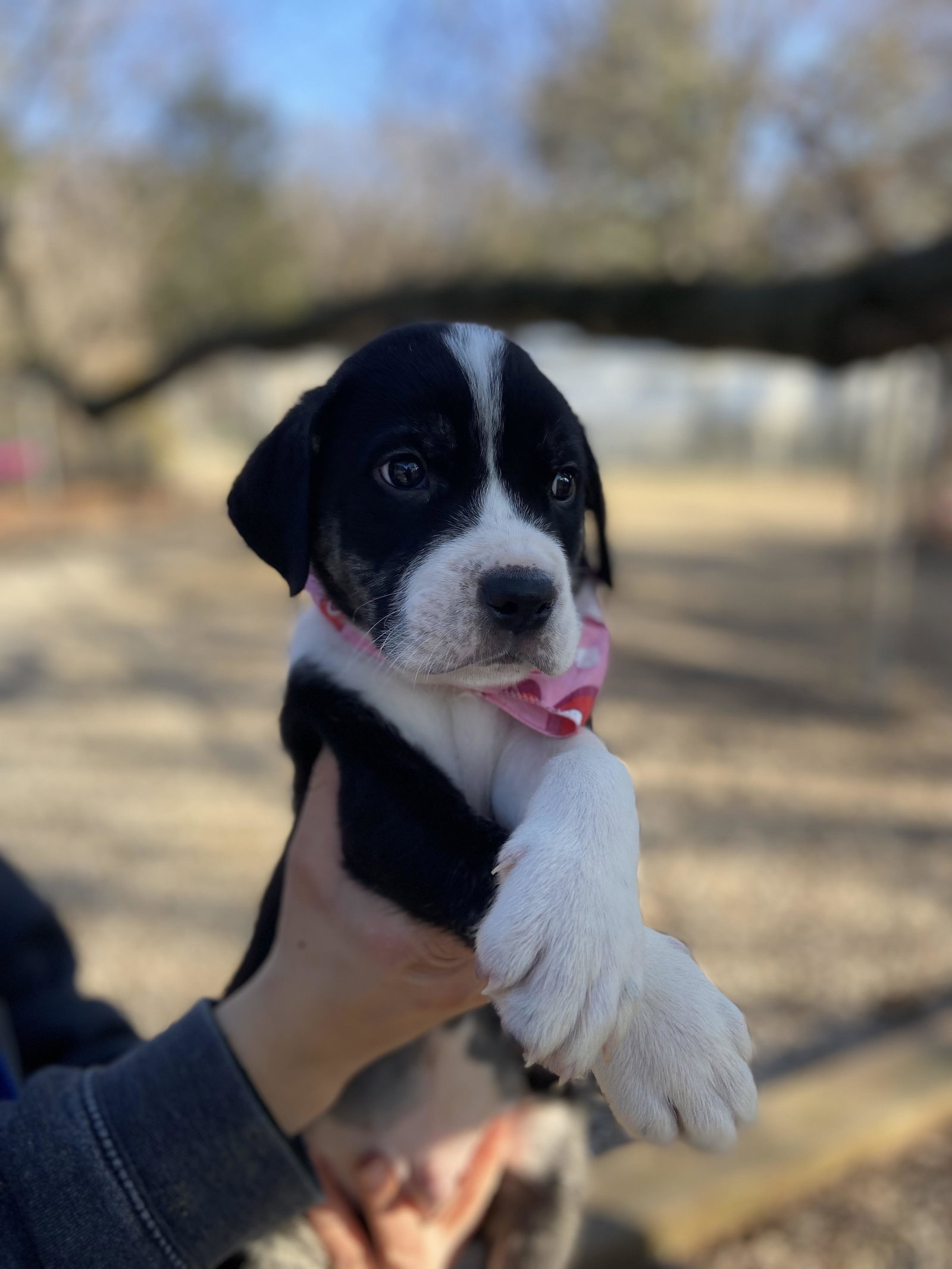 Dog for Adoption - Christian Dior, a Retriever in Fairview Heights, IL ...