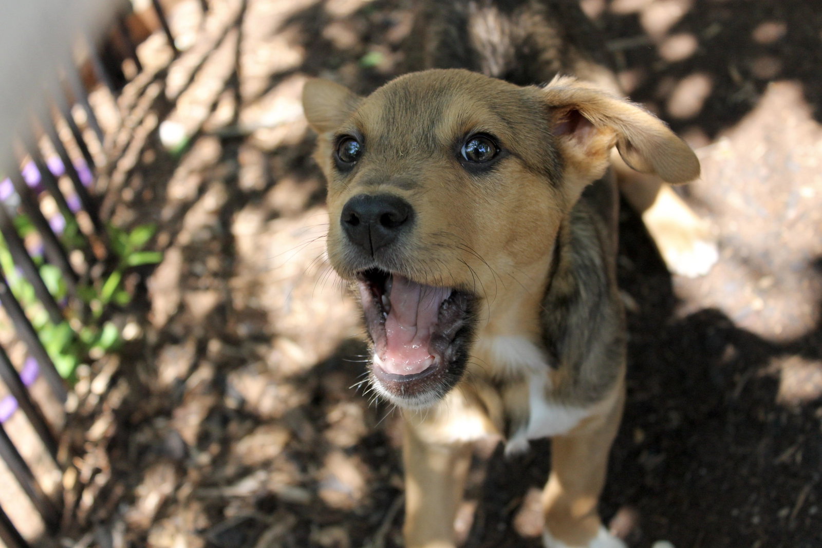 Dog for Adoption Morel, a Cattle Dog in Scott Air Force Base, IL