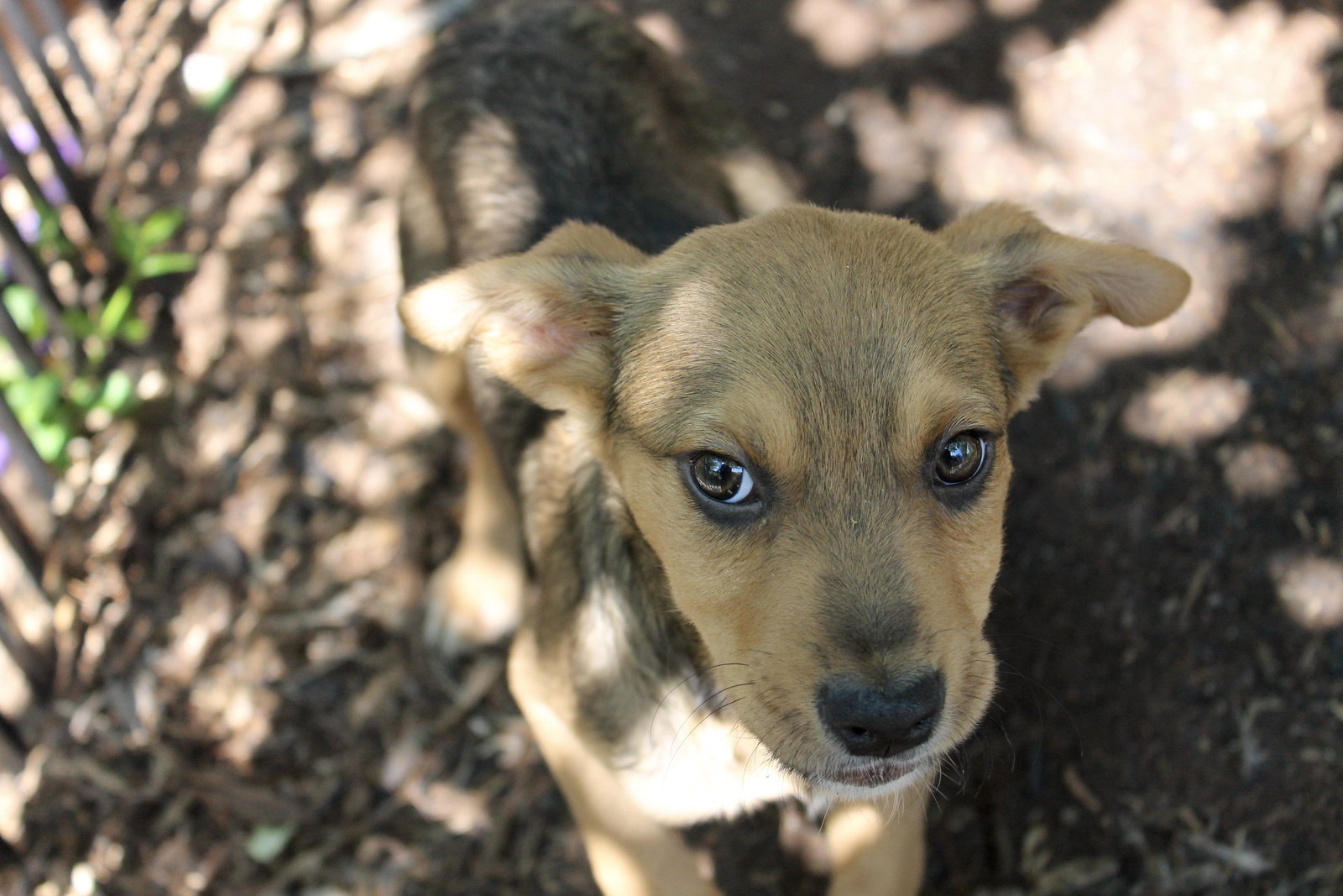 Dog for Adoption Morel, a Cattle Dog in Scott Air Force Base, IL