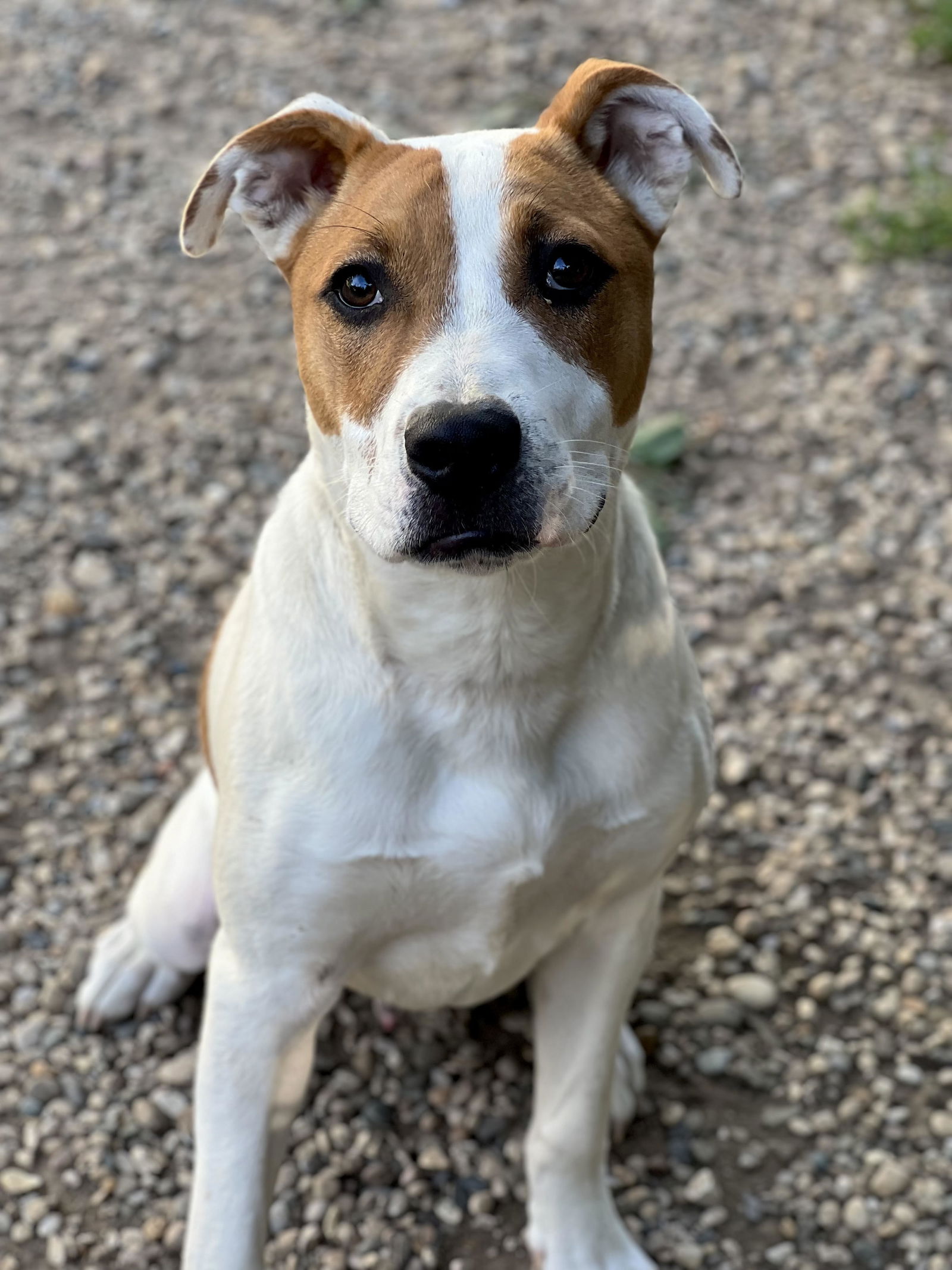 adoptable Dog in Ballwin, MO named Max