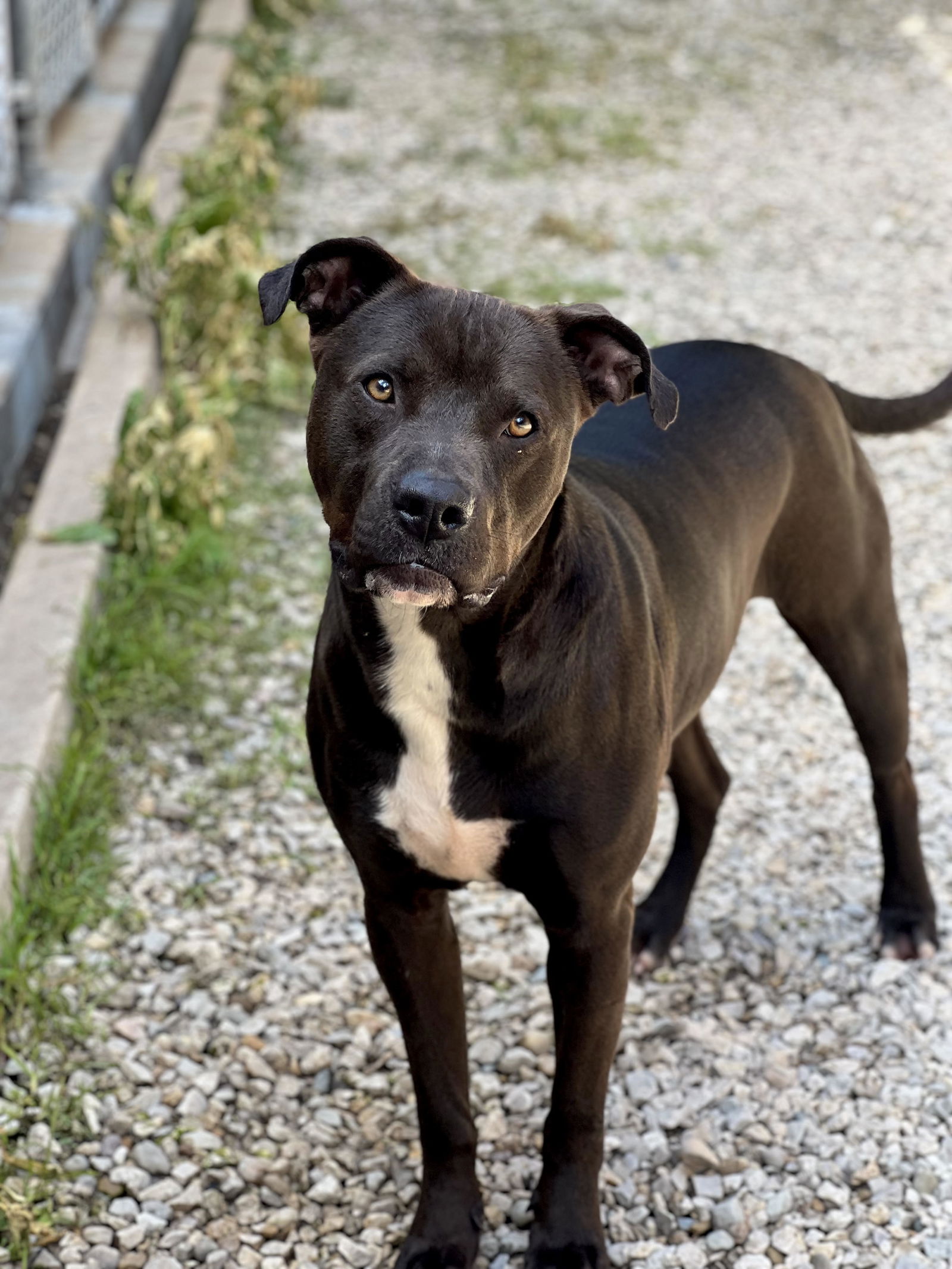 adoptable Dog in Ballwin, MO named Davidson