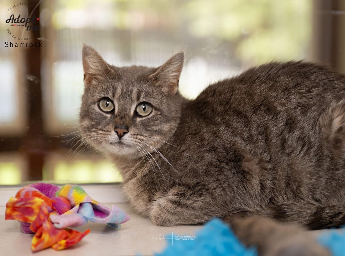 adoptable Cat in Ballwin, MO named Shamrock