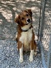 adoptable Dog in  named Guava